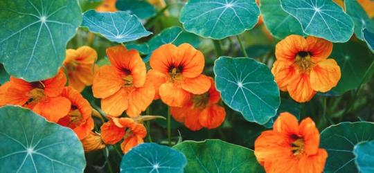 Kwitnące kwiaty nasturcji oraz jej intensywnie zielone liście.