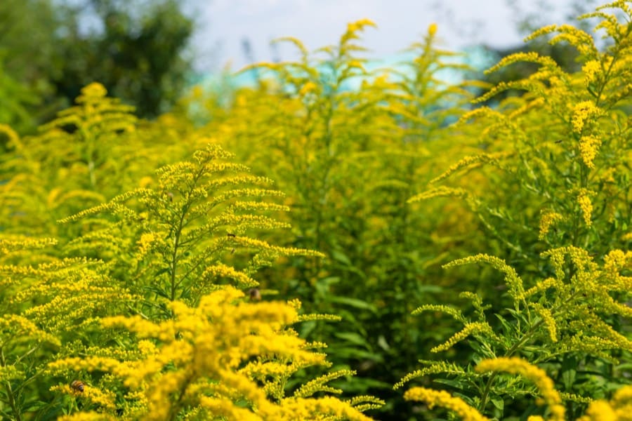 Kwitnąca nawłoć pospolita.