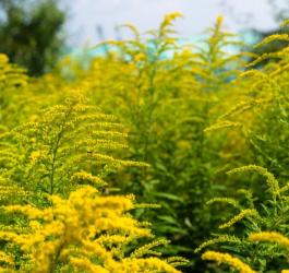 Kwitnąca nawłoć pospolita.