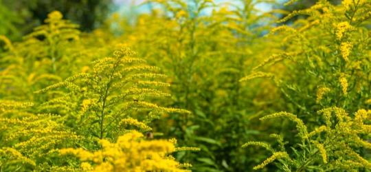 Kwitnąca nawłoć pospolita.