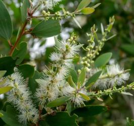 Kwitnące drzewo niaouli.