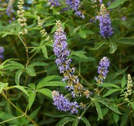 Kwitnący niepokalanek pospolity.