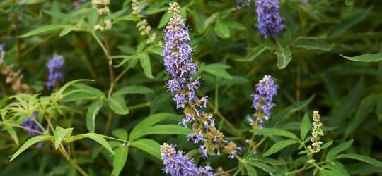 Kwitnący niepokalanek pospolity.