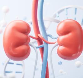 Model 3D nerek bez widocznej jeszcze niewydolności nerek.