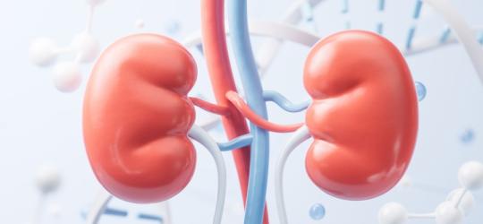 Model 3D nerek bez widocznej jeszcze niewydolności nerek.