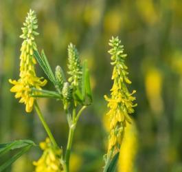 Kwitnący nostrzyk żółty.