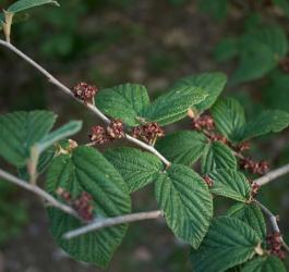 Liście oczaru wirginijskiego.