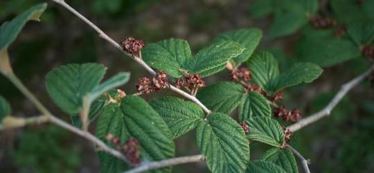 Liście oczaru wirginijskiego.