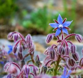 Kwiaty ogórecznika lekarskiego.