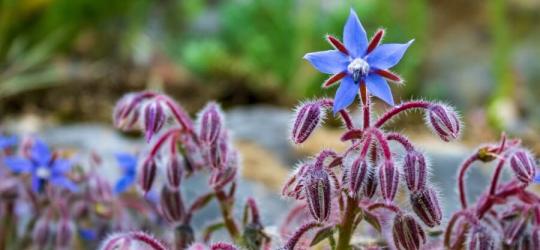 Kwiaty ogórecznika lekarskiego.