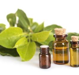 Liście cynamonowca kamforowego i buteleczki wypełnione olejkiem kamforowym.