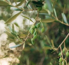 Owoce oliwki europejskiej.