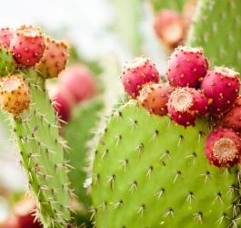 Opuncja figowa i jej owoce.