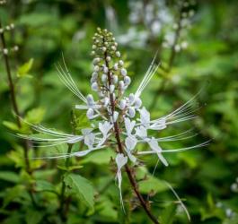 Kwitnący ortosyfon groniasty.