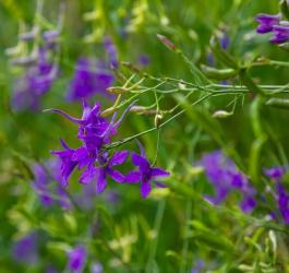 Kwitnąca ostróżeczka polna.