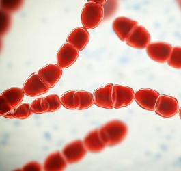 Zbliżenie na bakterie paciorkowca.