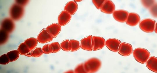 Zbliżenie na bakterie paciorkowca.