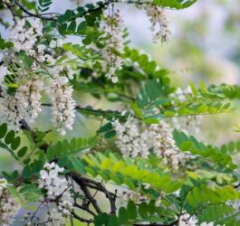 Kwitnący perełkowiec japoński.