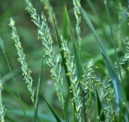 Kłosy perzu właściwego.