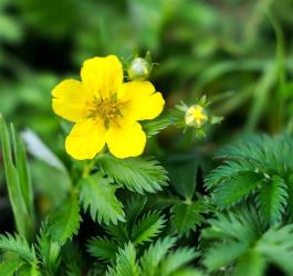 Kwitnący pięciornik gęsi.