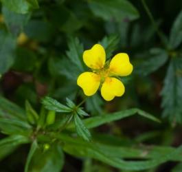 Kwitnący pięciornik kurze ziele.