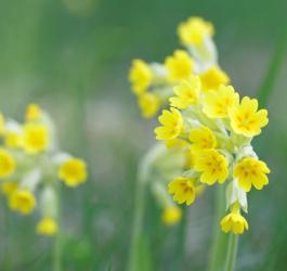 Kwitnący pierwiosnek lekarski.