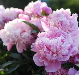 Kwitnąca piwonia chińska.