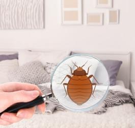 Kobieca dłoń trzymająca szkło powiększające, w szkle widoczna jest rysunkowa pluskiew domowa.