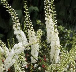 Kwitnąca pluskwica groniasta.