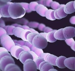 Pneumokoki - groźne dla zdrowia bakterie