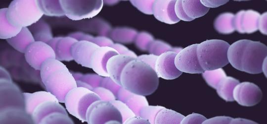 Pneumokoki - groźne dla zdrowia bakterie