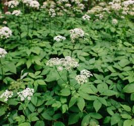 Kwitnący podagrycznik pospolity.