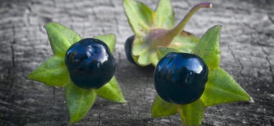 Owoce wilczej jagody.