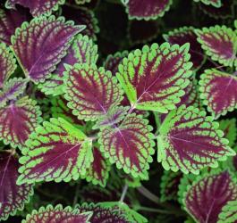 Ziele pokrzywy indyjskiej.