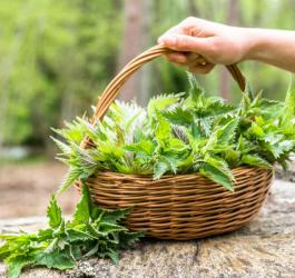 Pokrzywa - właściwości lecznicze i zastosowanie