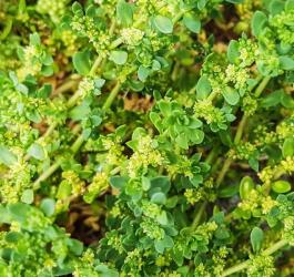 Ziele połonicznika nagiego.