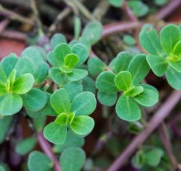 Ziele portulaki pospolitej.