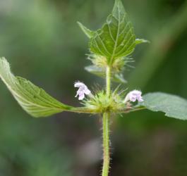 Ziele poziewnika szorstkiego.