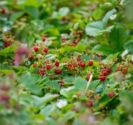 Owoce dziko rosnącej poziomki pospolitej.