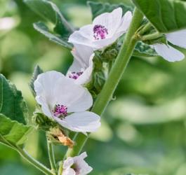 Kwitnący prawoślaz lekarski.