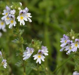 Produkty ze świetlikiem lekarskim KtoMaLek.pl