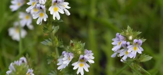Produkty ze świetlikiem lekarskim KtoMaLek.pl