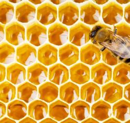 Propolis (kit pszczeli) - właściwości