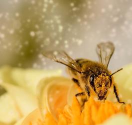 Pszczoła podczas zbierania pyłku kwiatowego i nektaru.