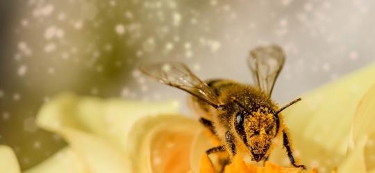 Pszczoła podczas zbierania pyłku kwiatowego i nektaru.