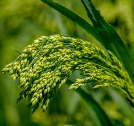 Rosnące w polu proso zwyczajne.