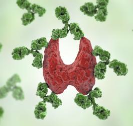 Grafika 3D. Tarczyca atakowana jest przez przeciwciała tarczycowe.