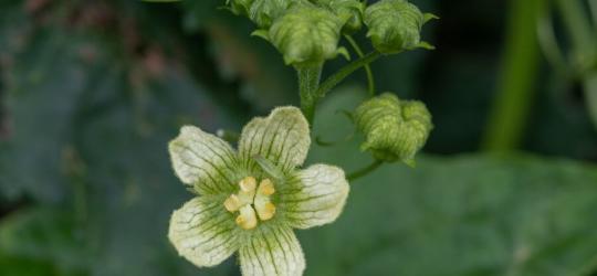 Kwitnący przestęp biały.