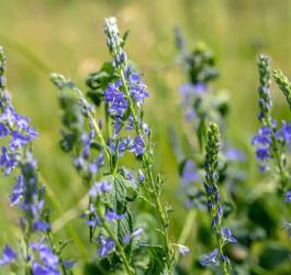 Kwitnący przetacznik leśny.