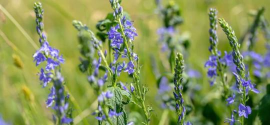 Kwitnący przetacznik leśny.